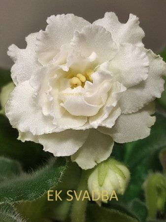 222. EK SVADBA